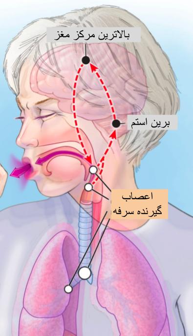 سرفه زمانی اتّفاق می افتد که ماده ای محرّک اعصاب گیرنده سرفه (کاف رسپتور (cough receptor) را تحریک کند و عصب گیرنده سرفه علامت سرفه را به عصب واگ (Vagus) و به مغز منتقل میکند.